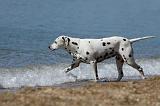 DALMATIEN 227